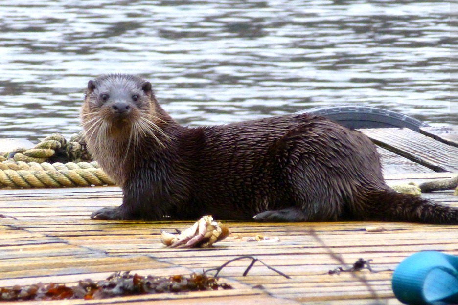 European otter (Lutra lutra), Scotland